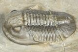 Two Unidentified Proetid Trilobites - Jorf, Morocco #362870-5